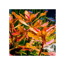 Image result for Nesaea crassicaulis