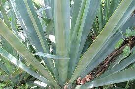 Image result for Agave sisalana