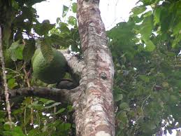 Image result for Treculia