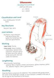 Uttanasana Yoga Anatomy Yoga Asanas Yoga Muscles