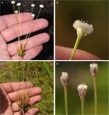 Image result for Mesanthemum africanum