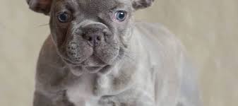 Harvey is a platinum lilac and momma is lilac. Lilac French Bulldog What Do You Need To Know French Bulldog Breed