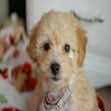 Mickey is a morky puppy, his mom is a maltese 8# and father is a yorkie 5#. Buy A Maltipom Puppy Today From Petland Great Lakes