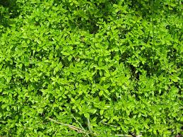 How much water should kids be drinking? Thyme Growing And Harvest Information Veggieharvest Com