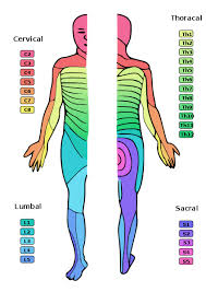 Causes Of Tingling And Numbness Paresthesia Spinal Nerve Emergency Medicine Spinal Cord