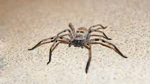 Wie sie sich im büro schützen. Dieses Hausmittel Hilft Sofort Gegen Spinnen