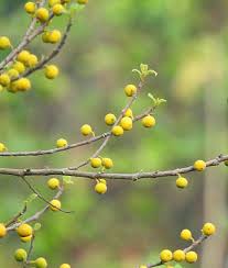 Image result for Ficus exasperata