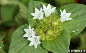 Image result for Richardia scabra