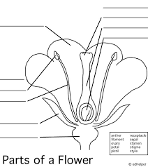 The female reproduction system consists of the following: Pin By Stephanie Kelly On Science Experiments Curriculum Parts Of A Flower Science Lessons Plant Science