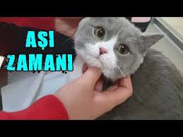 Kedi Ense Damlasi Alerji Yapar Mi Dis Parazit Damlasi Neden Enseye Yapilir Youtube