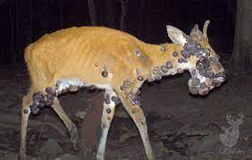 How To Recognize 5 Common Lethal Deer Diseases Outdoorhub