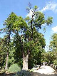 Image result for Maclura