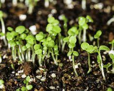 лунный календарь садовода и огородника на июнь 2019 года Pin By Ekaterina On Lunnyj Kalendar Pinterest