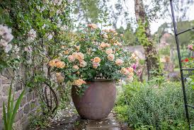 Easy to care for, with a long flowering season they can make a great addition to any outdoor space. The Fascinating History Of David Austin Roses Terrain