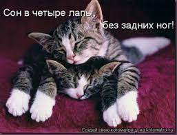 Смешные картинки кошек с надписями | SANDOOR юмор
