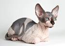 Sphynx cat - Wikipedia
