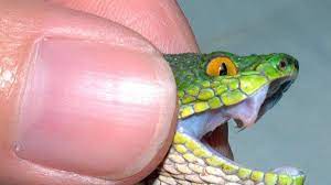 Aber sie holt sich alle informationen über di. Wehe Wenn Die Schlangen Kommen Wissen