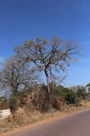 Image result for Ficus sansibarica