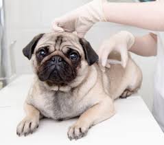 Dogs can experience hiccups similar to humans. Hiccups And Titers Dog News