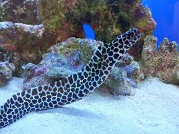 Tesselata Moray Eel Care Sheet Saltwateraquarist Com