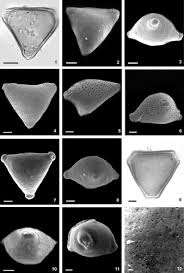 Image result for Paullinia bipinnata