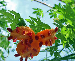 Image result for Momordica charantia