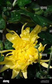 Image result for Porphyrostemma grantii