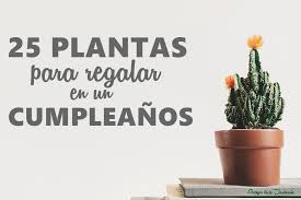 Está asociado a la naturaleza y lo vital. 25 Plantas Para Reglar Con Nombres Y Fotos