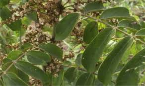 Image result for Ozoroa nitida