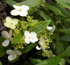 Image result for Motandra paniculata