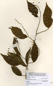 Image result for Antidesma membranaceum