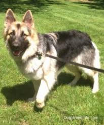 Shiloh shepherd pups at 6 weeks. Shiloh Shepherd Dog Breed Information And Pictures