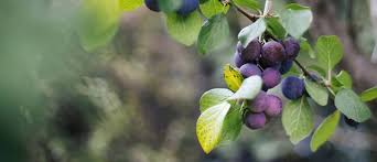 21 views sponsored by system1 | spinal muscular atrophy early symptoms of spinal muscular atrophy may surprise you. Growing Healthy Fruit Trees In Clay Soil Auckland Eventfinda