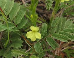 Image result for Striga asiatica