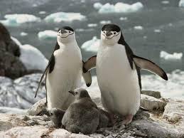 Anne Ile Yavru Penguenler Hayvan Penguen Hayvanlar
