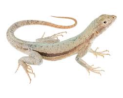 Image result for Microlophus peruvianus