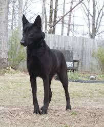 Black Malinois Black Dogs Breeds Belgian Malinois Dog Malinois Dog