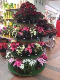 Tiered Poinsettia Display Garden Center Displays Garden Center Poinsettia Plant