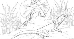 Two Frill Necked Lizards Coloring Page Free Printable Coloring Pages Dragon Coloring Page Coloring Pages Free Coloring Pages