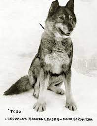 togo the sled dog who lost his fame to balto known from the great race for mercy carrying diptheria serum 365 miles across the a famous dogs dog sledding dogs