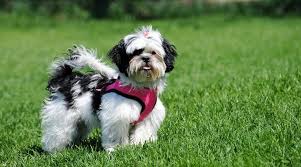 Check spelling or type a new query. Best Harnesses For Shih Tzus Ratings Reviews Top Picks