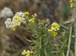 Image result for Eschenbachia gouanii