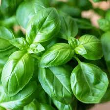 Image result for Ocimum