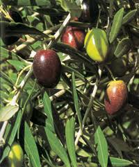 Olive Trees Perth Wa Guildford Garden Centre