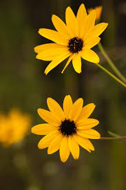 Image result for Afrosolen setifolius