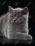 Silvertales Cattery - British Shorthair, Kittens for Sale