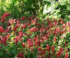 The texas department of agriculture (tda) is a diversified state agency whose mission is to make texas the nation's leader in agriculture, protect consumers, fortify our economy 12 Shrimp Plant Ideas Plants Flowers Blue Shrimp