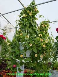 Image result for Thunbergia gossweileri