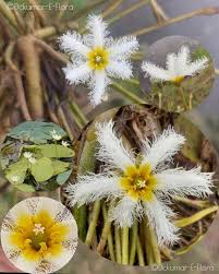 Image result for Menyanthaceae