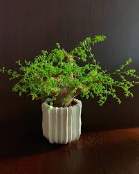 Image result for Cyphostemma saxicola